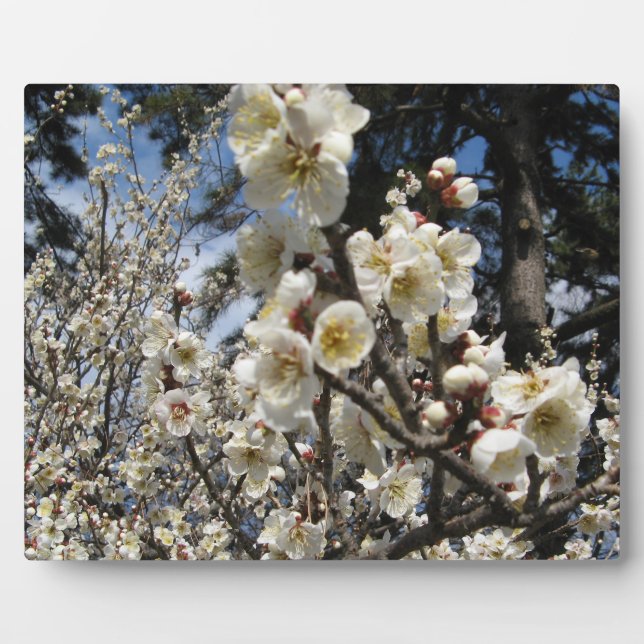 White Cherry Blossom / Sakura / サクラ（桜） Plaque (Front)