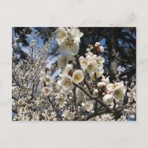White Cherry Blossom / Sakura / サクラ(桜) Postcard