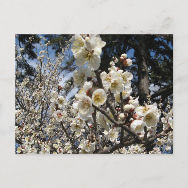 White Cherry Blossom / Sakura / サクラ（桜） Postcard (Front)