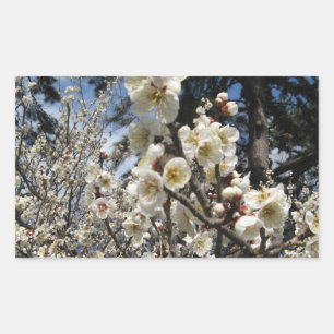 White Cherry Blossom / Sakura / サクラ（桜） Rectangular Sticker