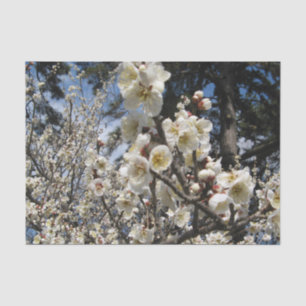 White Cherry Blossom / Sakura / サクラ(桜) Tissue Paper