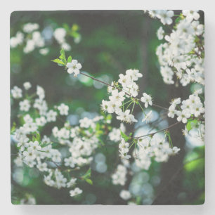 White Cherry Blossoms Green Leaves Stone Coaster