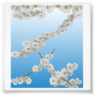 White Cherry Blossoms Photo Print