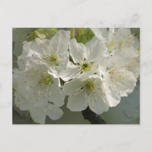 White Cherry Blossoms Postcard