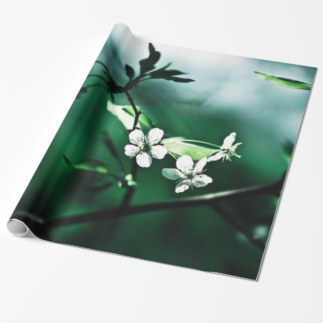 White Cherry Blossoms Wrapping Paper (Unrolled)