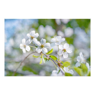 White Cherry Flower Photo Print