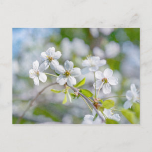 White Cherry Flower Postcard