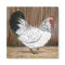 White Chicken Magnet