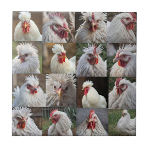 White Chicken Photo Collage, Tile