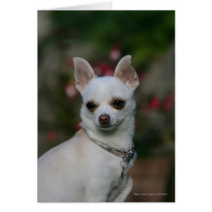 White Chihuahua
