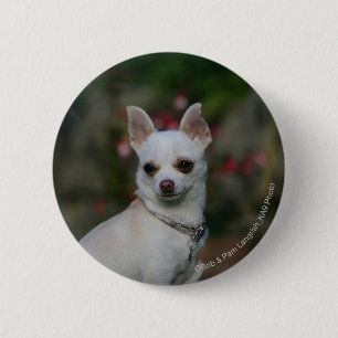White Chihuahua 6 Cm Round Badge