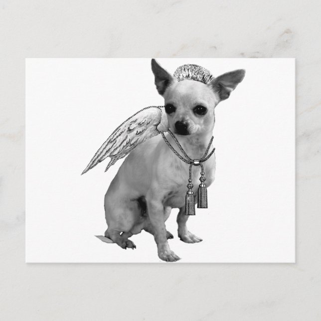 White Chihuahua Angel Wings Postcard (Front)