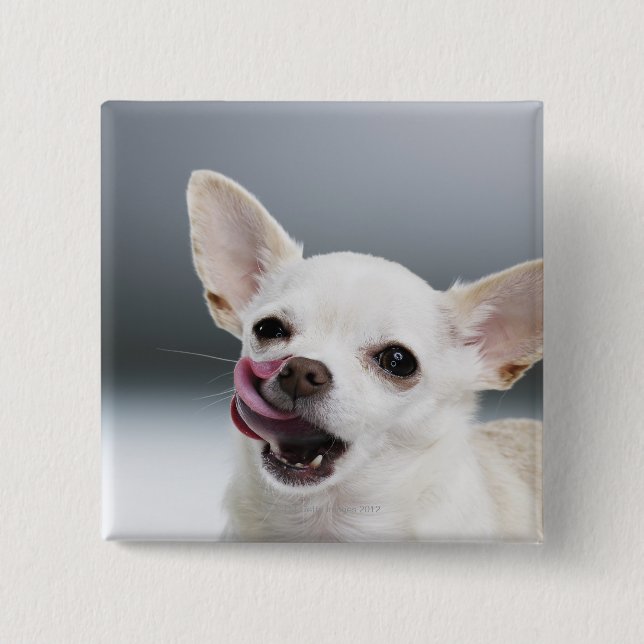 White Chihuahua licking lips 15 Cm Square Badge (Front)
