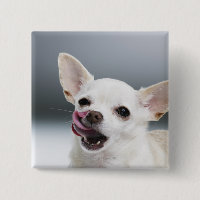 White Chihuahua licking lips
