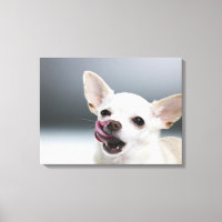 White Chihuahua licking lips