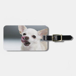 White Chihuahua licking lips Luggage Tag