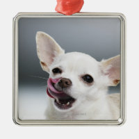 White Chihuahua licking lips
