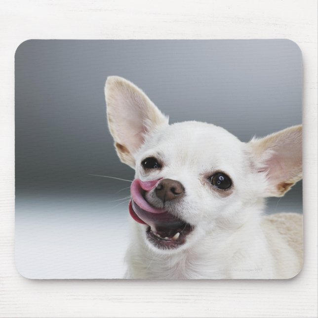 White Chihuahua licking lips Mouse Mat (Front)