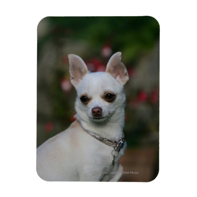 White Chihuahua Magnet (Vertical)