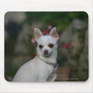 White Chihuahua Mouse Mat