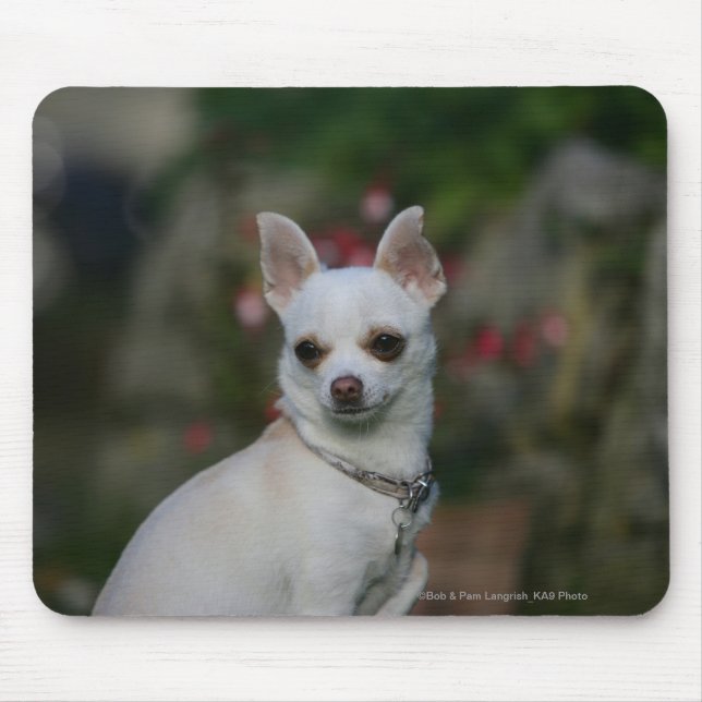 White Chihuahua Mouse Mat (Front)