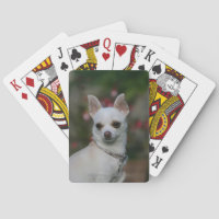 White Chihuahua