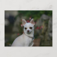 White Chihuahua