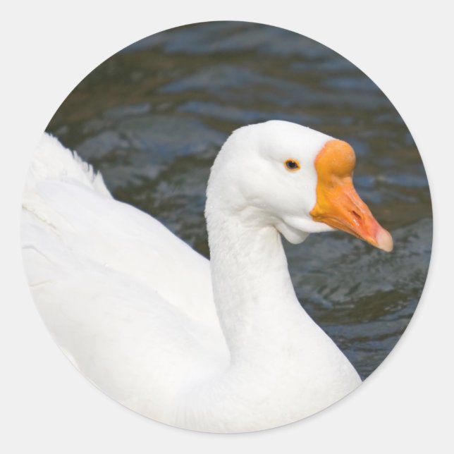 White Chinese Goose Classic Round Sticker (Front)