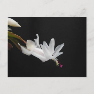 White Christmas Cactus Flower Holiday Postcard