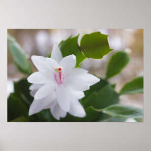 White Christmas cactus Schlumbergera CC0039 Flower Poster
