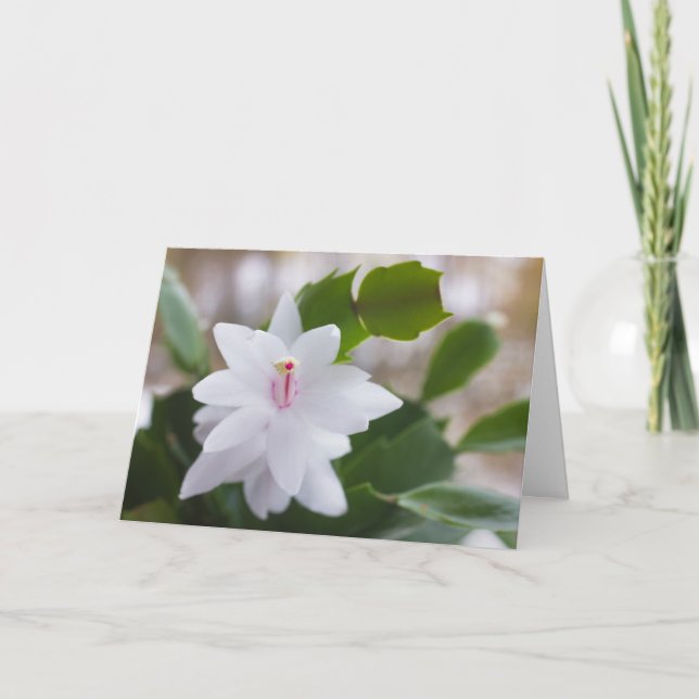 White Christmas cactus Schlumbergera CC0476 Flower Holiday Card (Front)