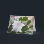 White Christmas cactus Schlumbergera CC0476 Flower Holiday Card<br><div class="desc">This popular house plant is known by a variety of names including Christmas cactus,  Thanksgiving cactus,  crab cactus and holiday cactus. They are all cultivars of the genus Schlumbergera and flower in white,  pink,  yellow,  orange,  red or purple.</div>