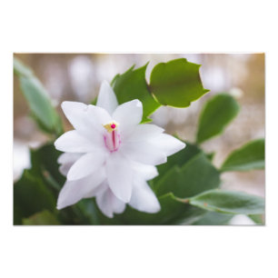 White Christmas cactus Schlumbergera Pot Flowers Photo Print
