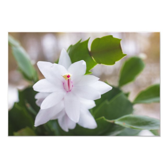 White Christmas cactus Schlumbergera Pot Flowers Photo Print (Front)