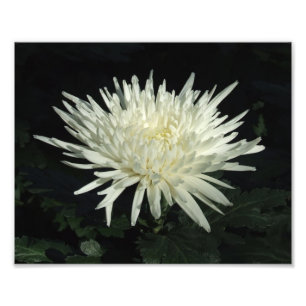 White Chrysanthemum 10" x 8"  Photo Print