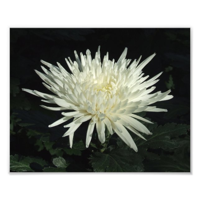White Chrysanthemum 10" x 8"  Photo Print (Front)