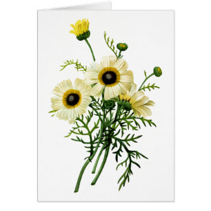 White Chrysanthemum by Pierre Joseph Redoute