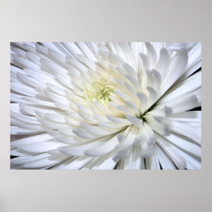 White Chrysanthemum Canvas Print