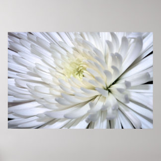 White Chrysanthemum Canvas Print
