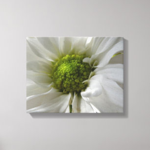White Chrysanthemum Canvas Print