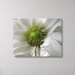 White Chrysanthemum Canvas Print
