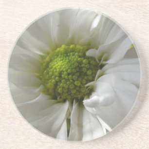 White Chrysanthemum Coasters