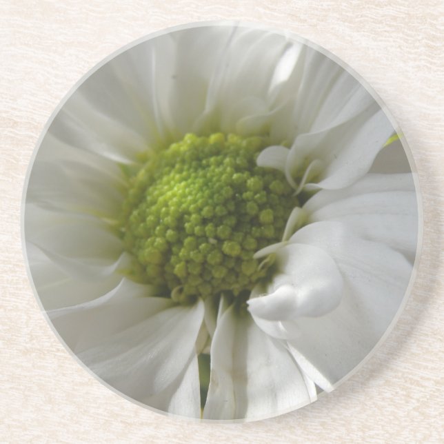 White Chrysanthemum Coasters (Front)