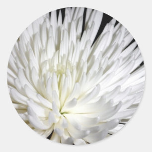 White Chrysanthemum Flower Mums Flowers Photo Classic Round Sticker