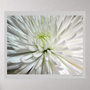White Chrysanthemum Flower Mums Flowers Photo Poster