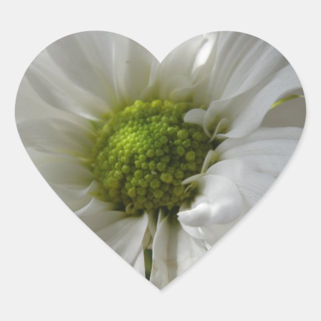 White Chrysanthemum Heart Sticker (Front)