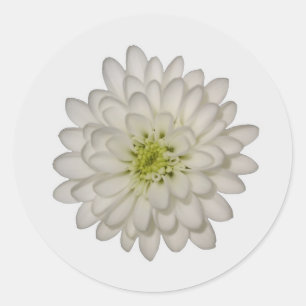 White Chrysanthemum Stickers