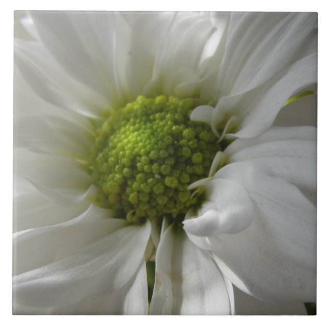 White Chrysanthemum Tile (Front)