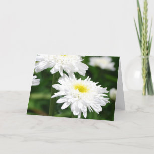 White Chrysanthemums Greeting Cards