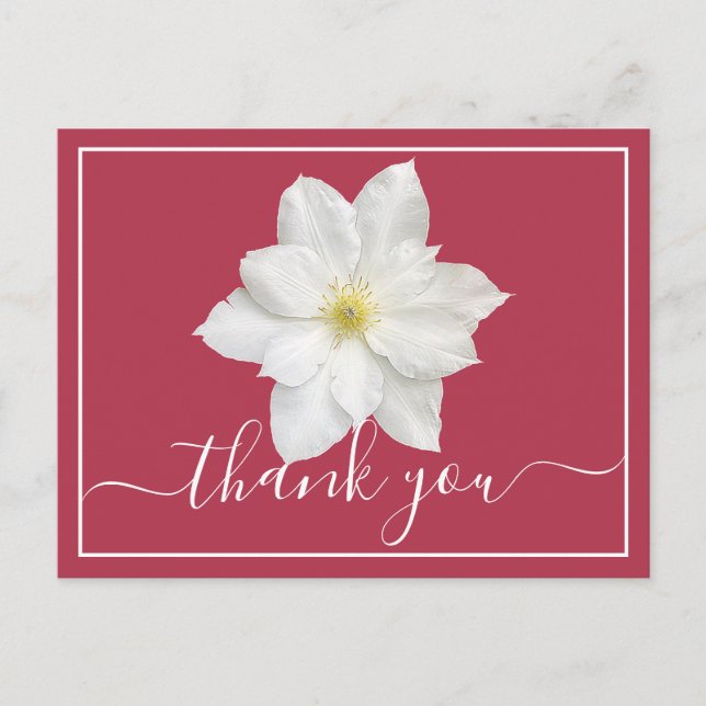 White Clematis Flower Crimson Background Thank You Postcard (Front)